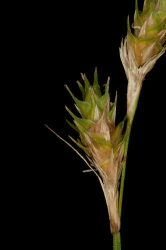 Carex albolutescens #4